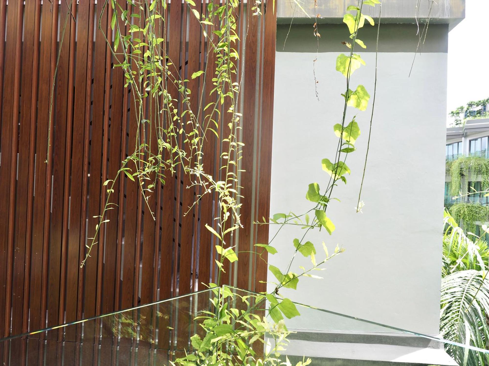 Panwaburi Beachfront Resort - Sha Extra Plus Bagian luar foto A green wall in Singapore